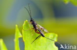 ichneumon wasp