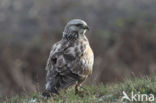 Rough-legged Buzzard (Buteo lagopus)