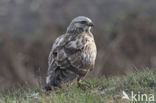 Ruigpootbuizerd (Buteo lagopus)
