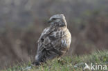 Ruigpootbuizerd (Buteo lagopus)