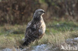 Rough-legged Buzzard (Buteo lagopus)