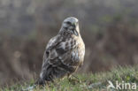 Ruigpootbuizerd (Buteo lagopus)