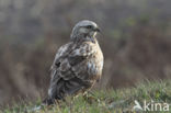 Ruigpootbuizerd (Buteo lagopus)