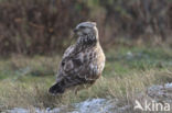 Rough-legged Buzzard (Buteo lagopus)