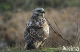 Ruigpootbuizerd (Buteo lagopus)