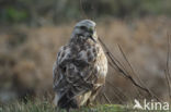 Ruigpootbuizerd (Buteo lagopus)