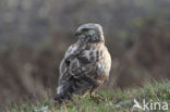 Rough-legged Buzzard (Buteo lagopus)