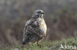 Ruigpootbuizerd (Buteo lagopus)