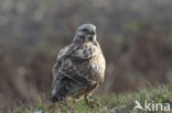 Ruigpootbuizerd (Buteo lagopus)