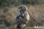 Rough-legged Buzzard (Buteo lagopus)