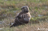 Rough-legged Buzzard (Buteo lagopus)