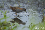 Kleinst Waterhoen (Porzana pusilla)