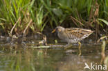 Spotted Crake (Porzana porzana)