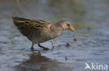 Spotted Crake (Porzana porzana)