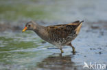 Spotted Crake (Porzana porzana)