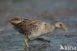 Spotted Crake (Porzana porzana)