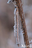 Bruine winterjuffer (Sympecma fusca)