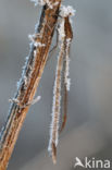 Brown Emerald Damselfly (Sympecma fusca)