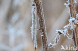 Bruine winterjuffer (Sympecma fusca)