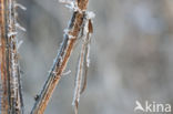 Brown Emerald Damselfly (Sympecma fusca)