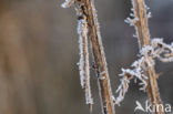 Bruine winterjuffer (Sympecma fusca)