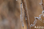 Bruine winterjuffer (Sympecma fusca)