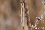 Brown Emerald Damselfly (Sympecma fusca)