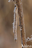 Brown Emerald Damselfly (Sympecma fusca)