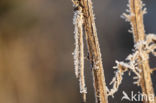 Bruine winterjuffer (Sympecma fusca)