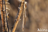 Brown Emerald Damselfly (Sympecma fusca)