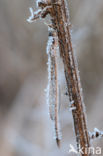 Brown Emerald Damselfly (Sympecma fusca)