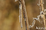 Brown Emerald Damselfly (Sympecma fusca)