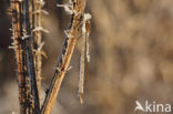 Brown Emerald Damselfly (Sympecma fusca)