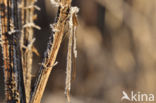 Brown Emerald Damselfly (Sympecma fusca)