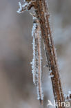 Brown Emerald Damselfly (Sympecma fusca)