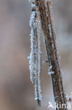 Bruine winterjuffer (Sympecma fusca)