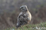 Ruigpootbuizerd (Buteo lagopus)