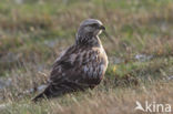 Rough-legged Buzzard (Buteo lagopus)