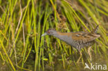 Kleinst Waterhoen (Porzana pusilla)