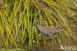 Kleinst Waterhoen (Porzana pusilla)