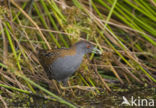 Kleinst Waterhoen (Porzana pusilla)