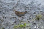 Baillon s Crake (Porzana pusilla)