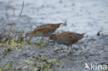 Kleinst Waterhoen (Porzana pusilla)