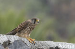 Canarien kestrel (Falco canariensis)