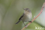 Canary Island chiffchaff (Phylloscopus canariensis)