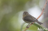 Canary Island chiffchaff (Phylloscopus canariensis)