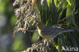 Island Canary (Serinus canaria)