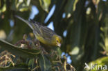 Island Canary (Serinus canaria)