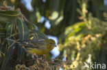 Island Canary (Serinus canaria)