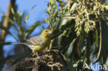 Island Canary (Serinus canaria)